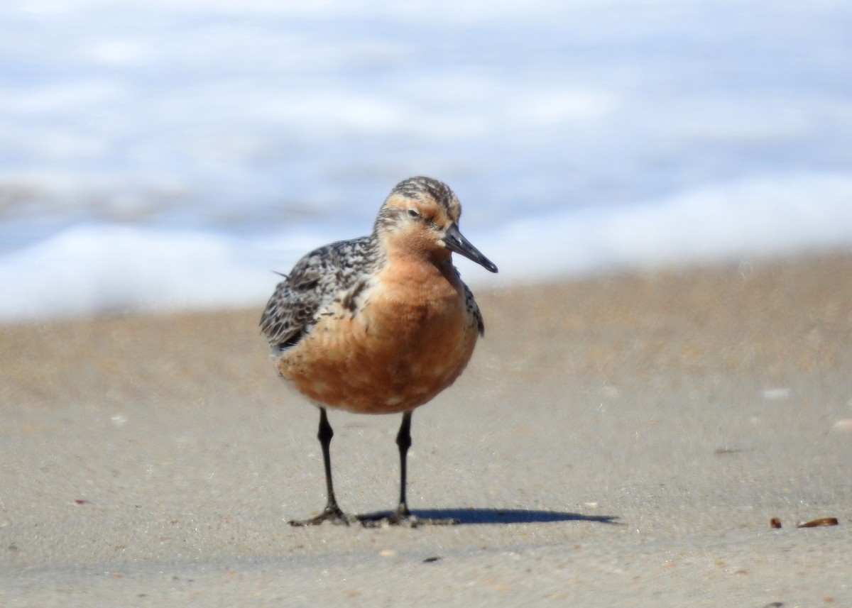 Red Knot - ML620039050