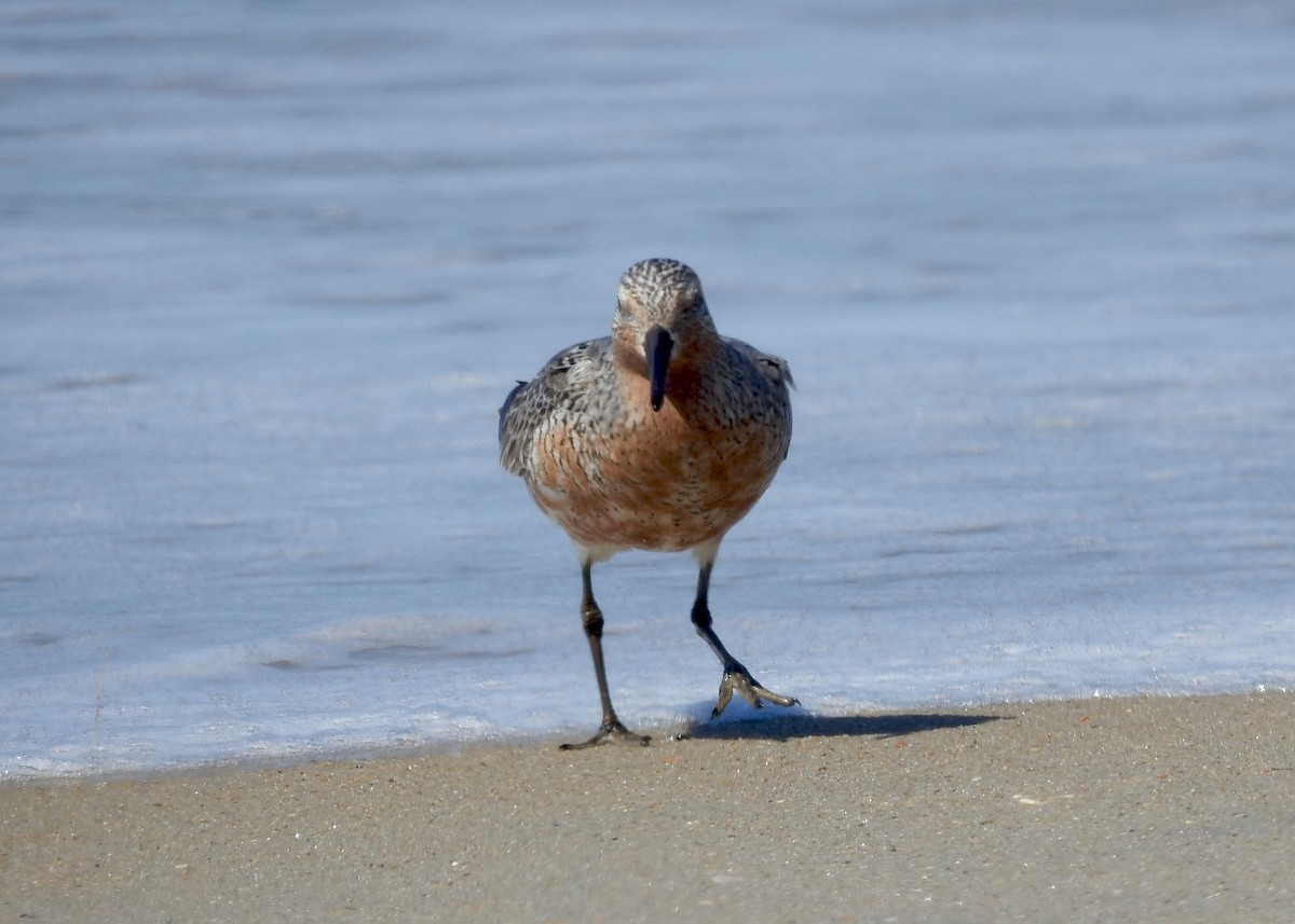 Red Knot - ML620039053