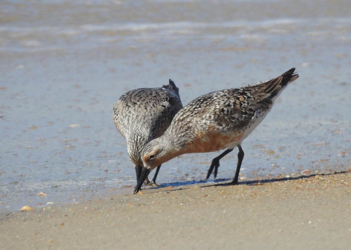 Red Knot - ML620039055