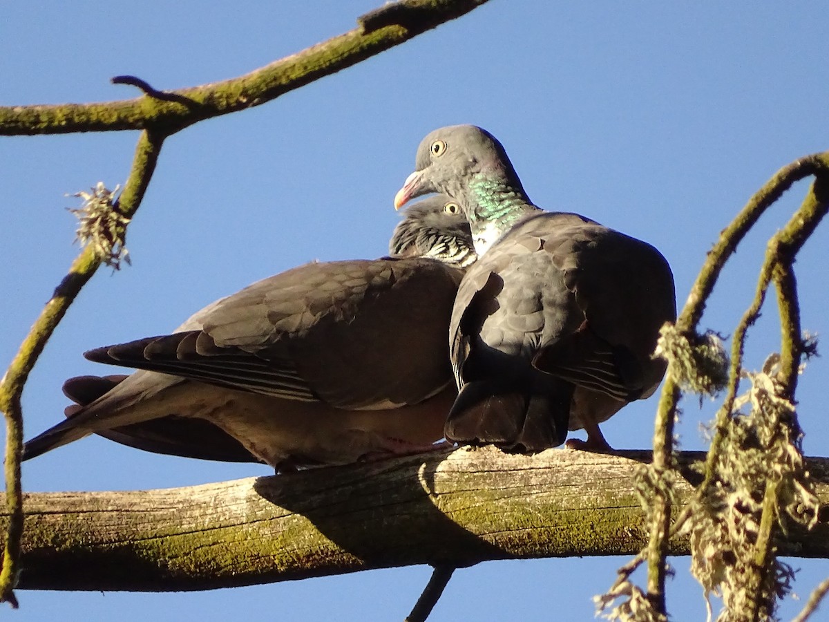 Common Wood-Pigeon - ML620039057