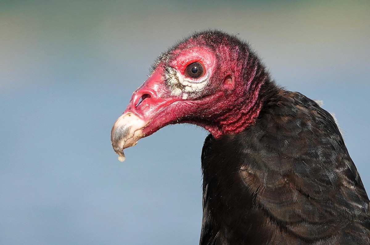 Turkey Vulture - ML620039058