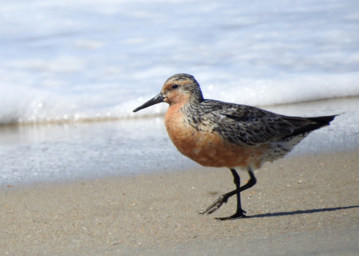 Red Knot - ML620039059