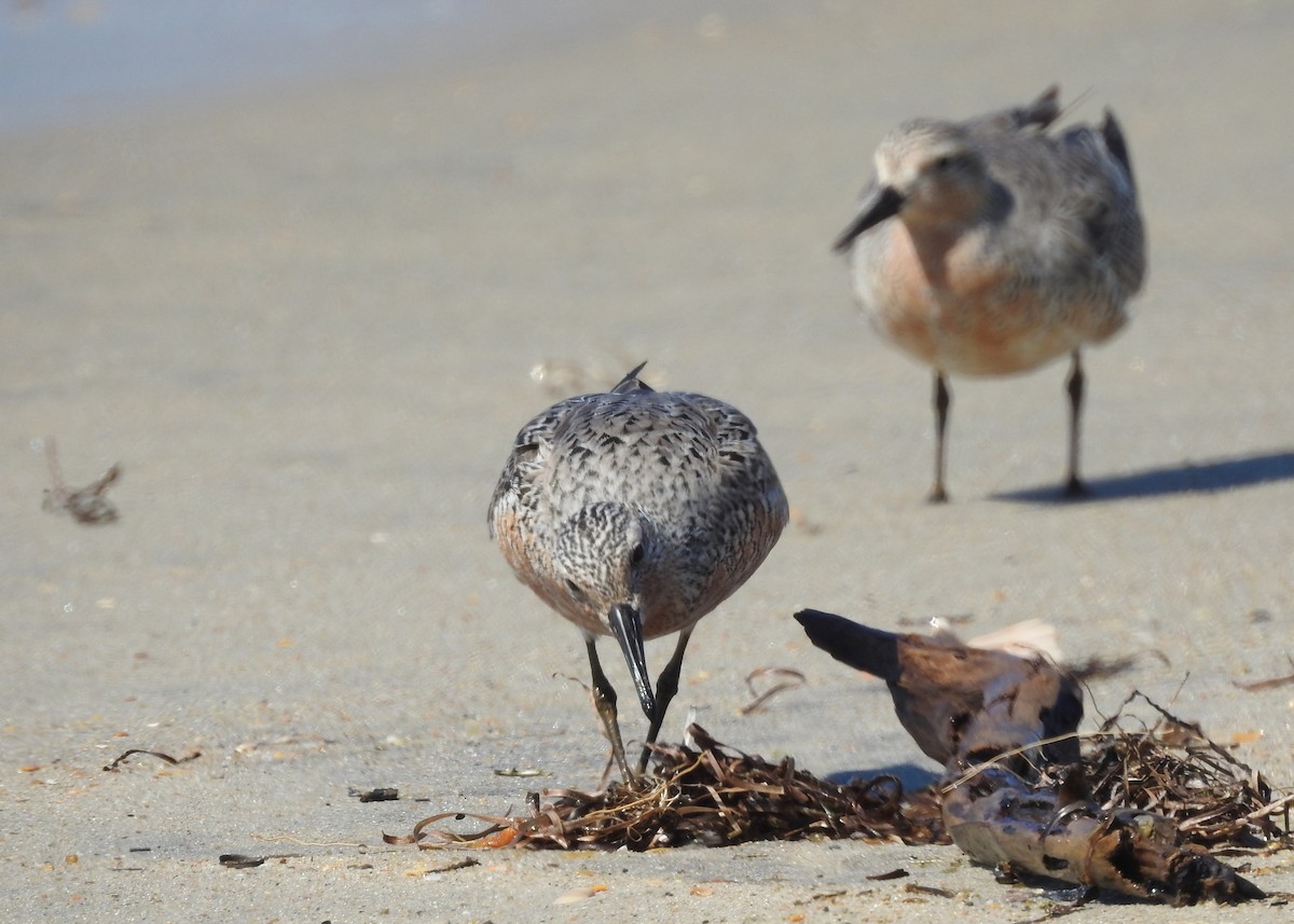 Red Knot - ML620039060