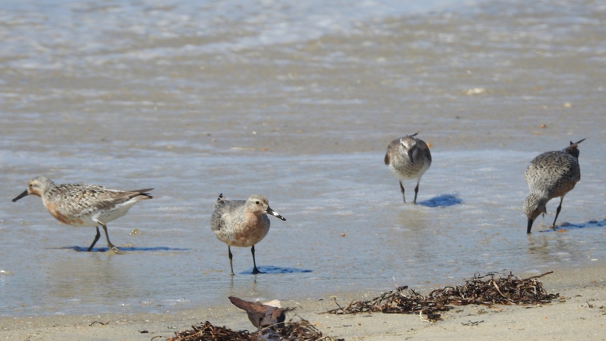 Red Knot - ML620039062
