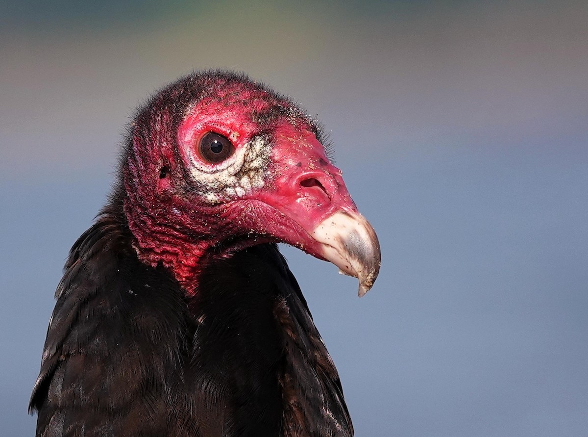 Turkey Vulture - ML620039068