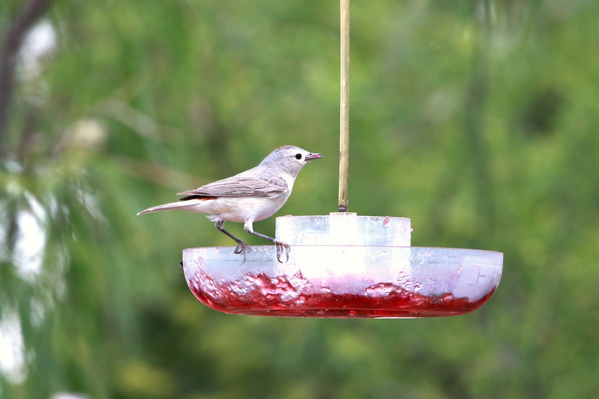 Lucy's Warbler - ML620039072