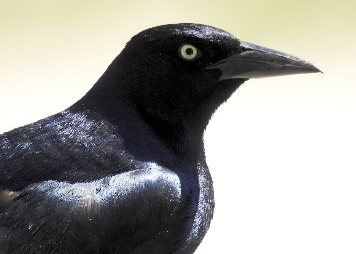 Boat-tailed Grackle - ML620039076