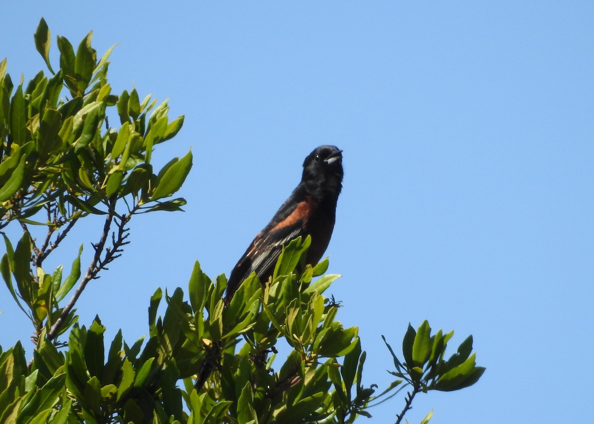 Orchard Oriole - ML620039084