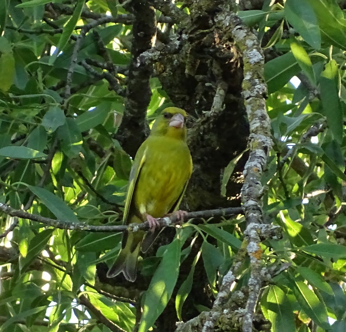 European Greenfinch - ML620039085