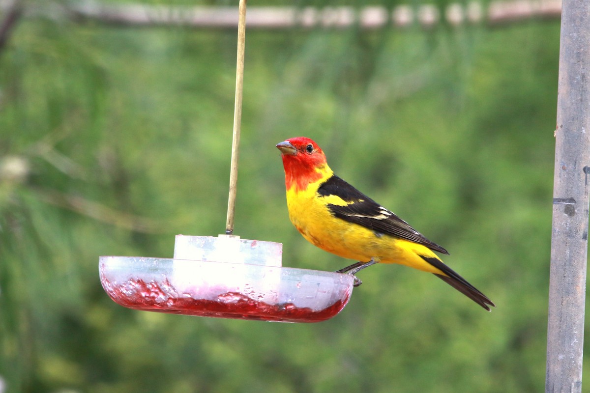 Western Tanager - ML620039086