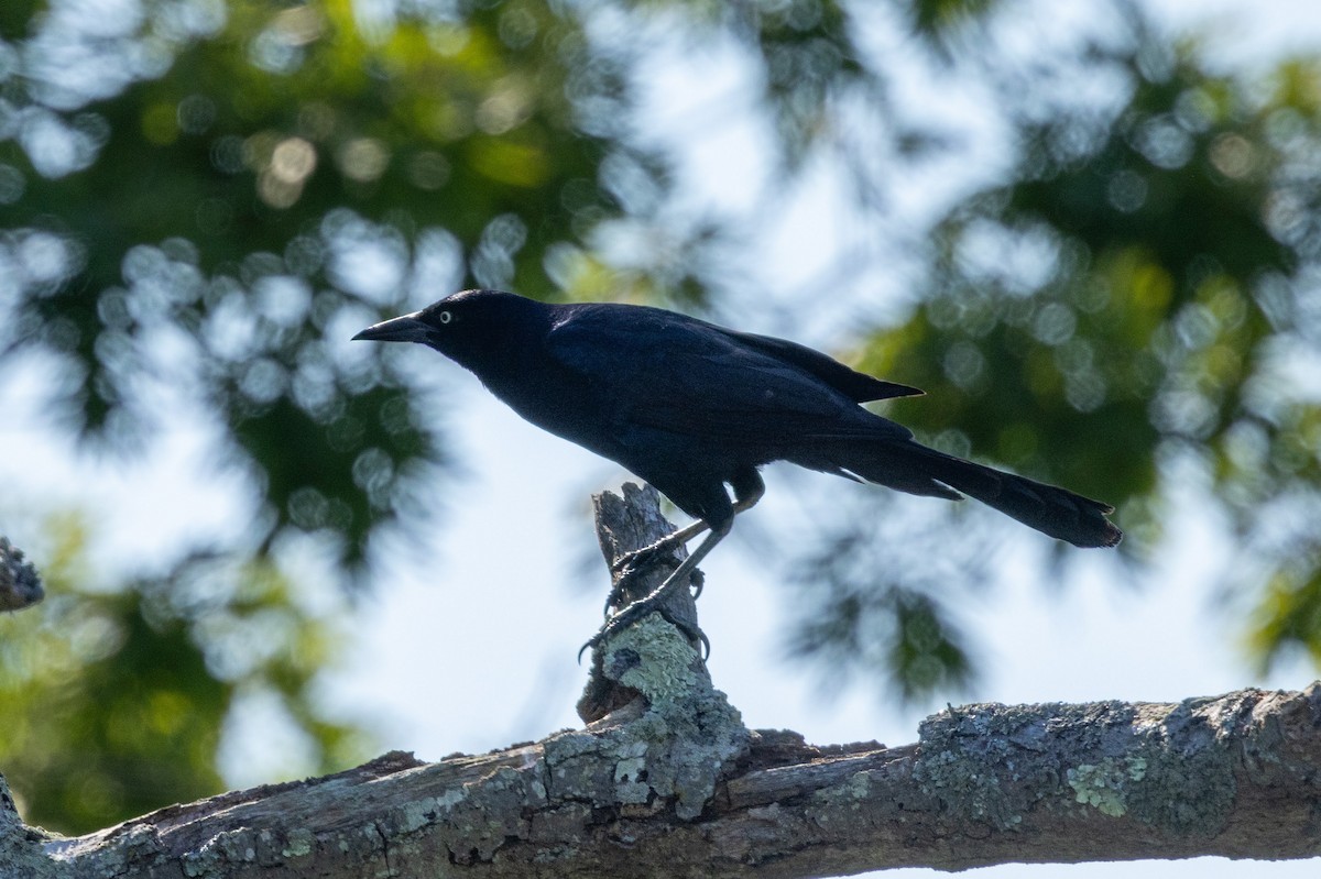Boat-tailed Grackle - ML620039088