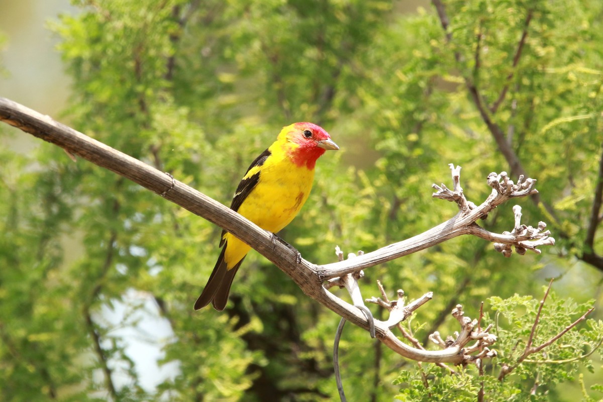 Western Tanager - ML620039089