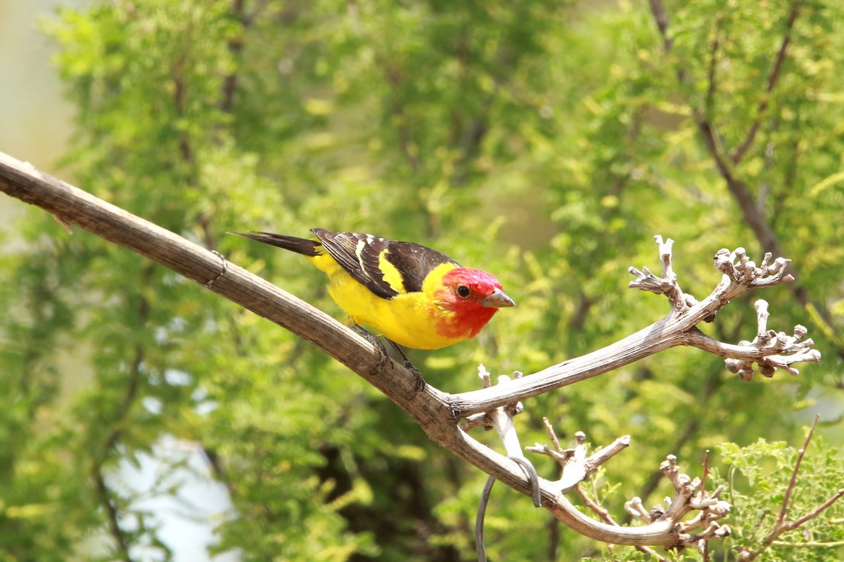 Western Tanager - ML620039091