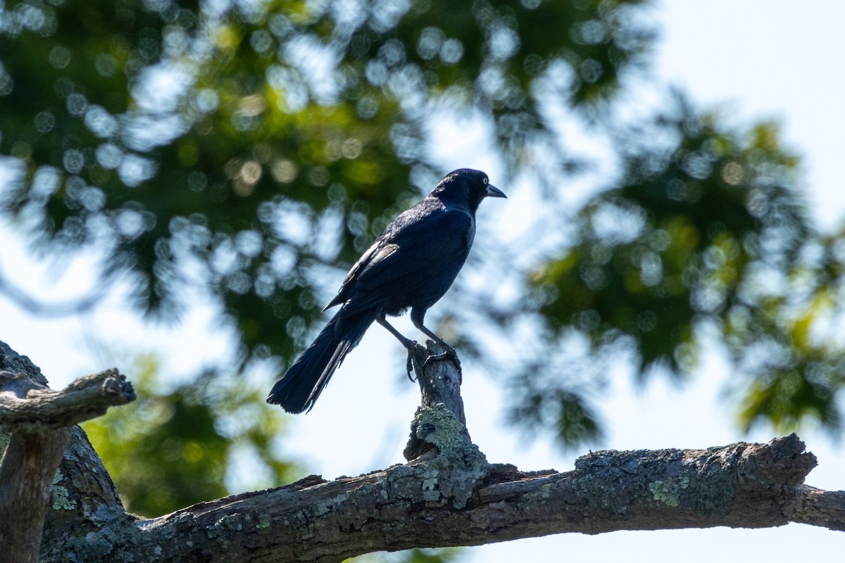 Boat-tailed Grackle - ML620039092
