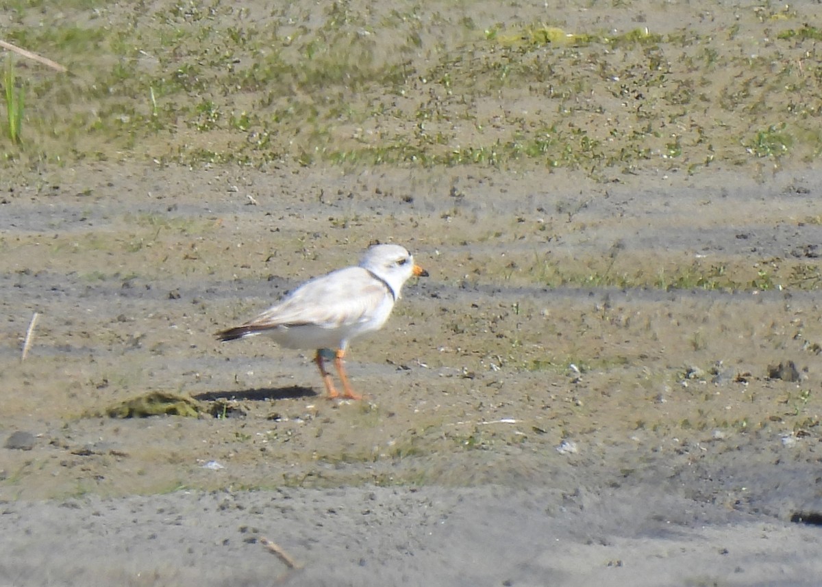 Piping Plover - ML620039093