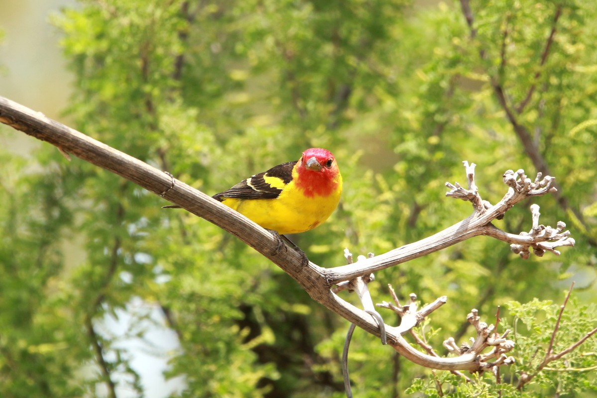 Western Tanager - ML620039095