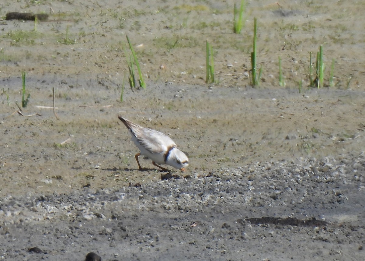 Piping Plover - ML620039099
