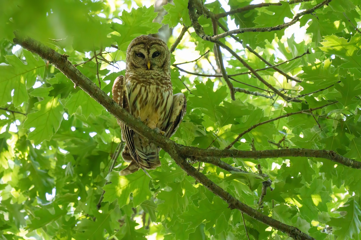 Barred Owl - ML620039111