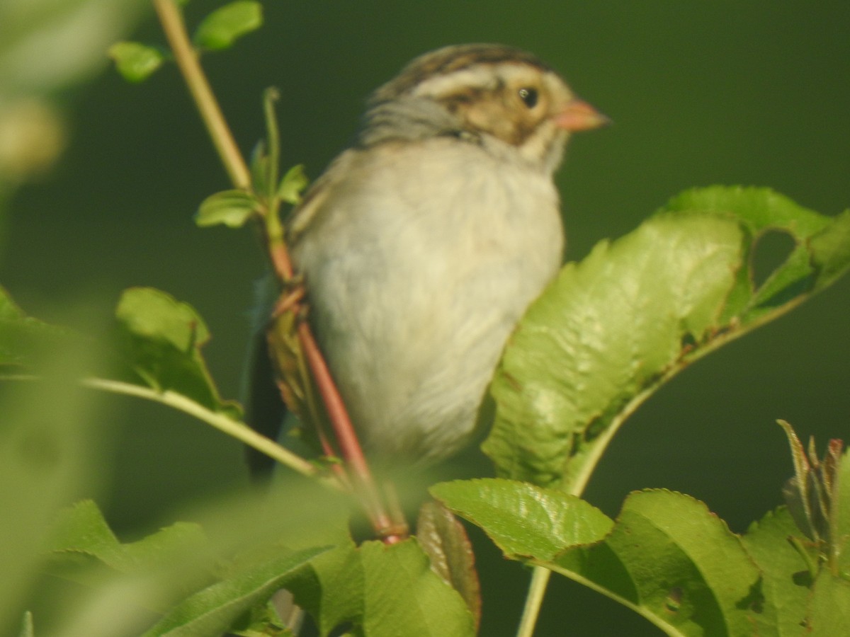 Clay-colored Sparrow - ML620039123