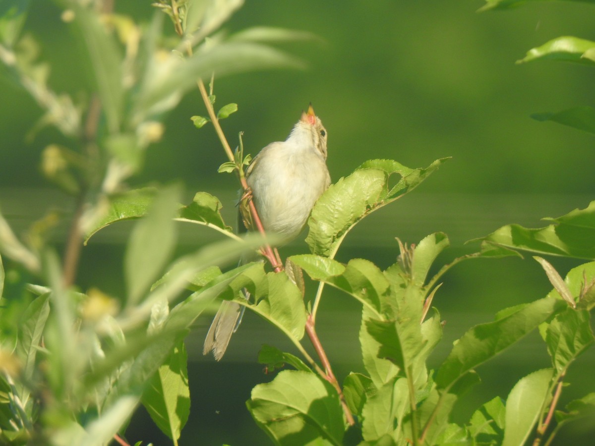 Clay-colored Sparrow - ML620039129