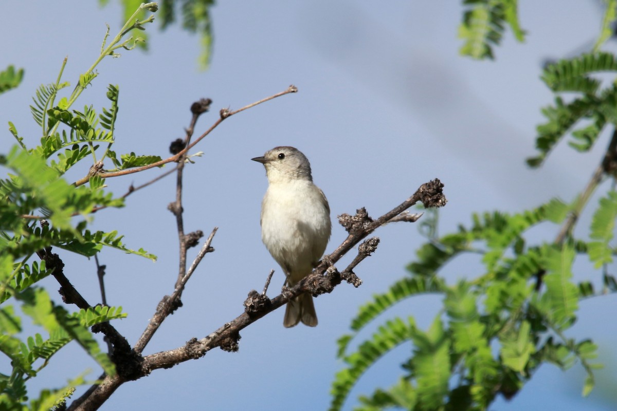 Lucy's Warbler - ML620039130