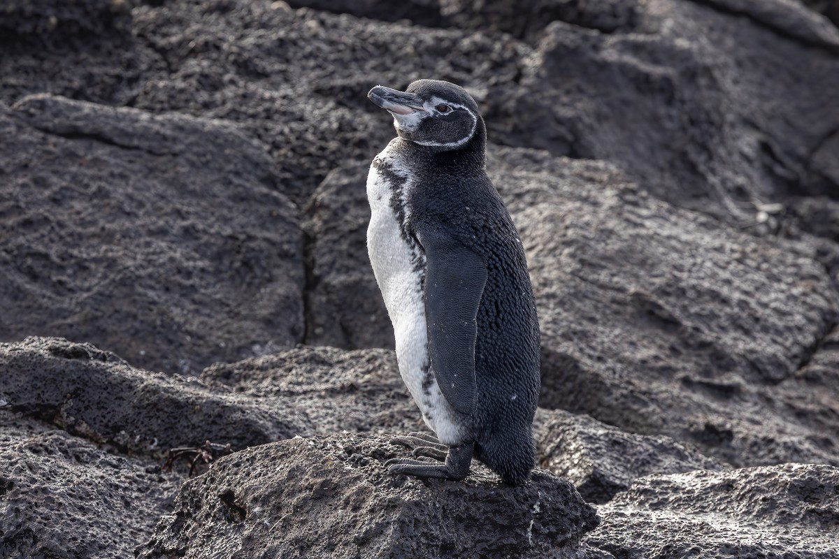 Pingüino de Galápagos - ML620039131