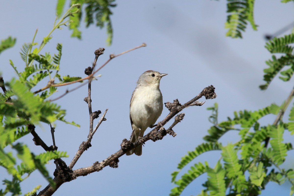 Lucy's Warbler - ML620039133
