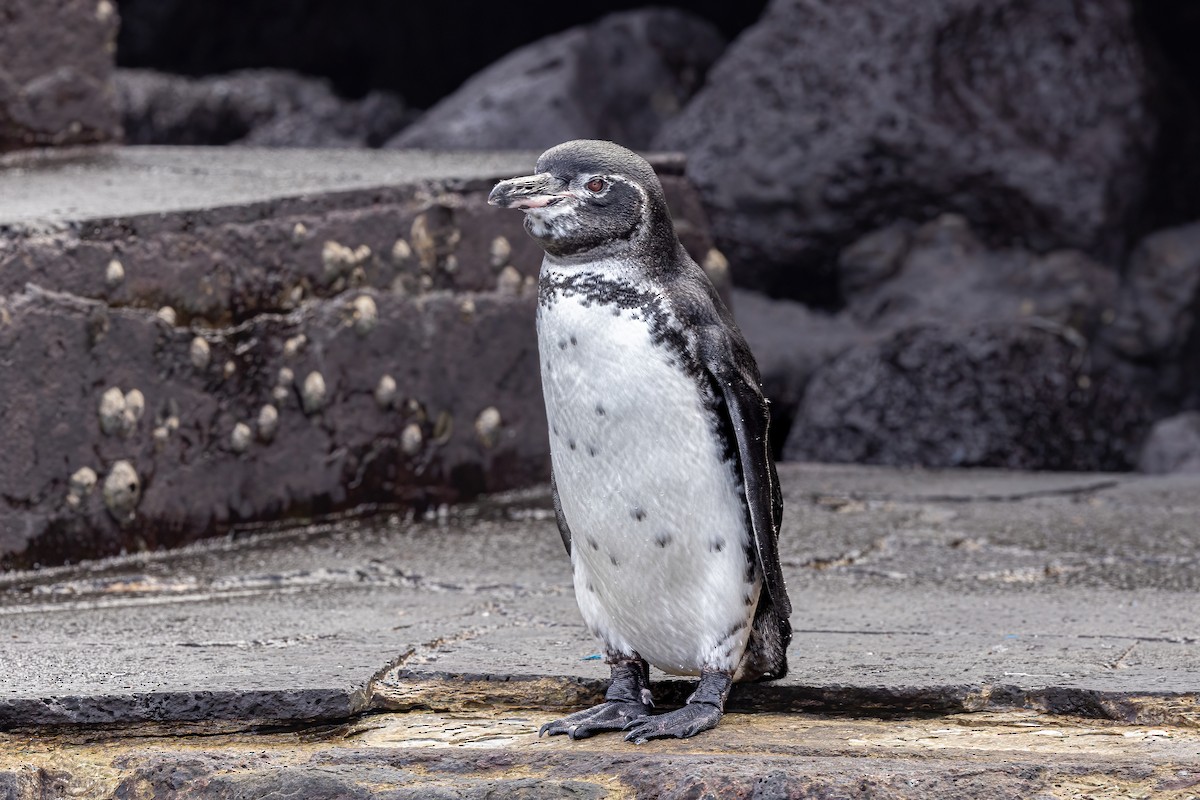 Галапагосский пингвин - ML620039134