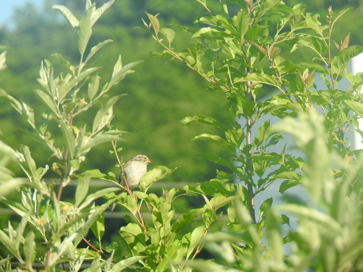 Clay-colored Sparrow - ML620039135