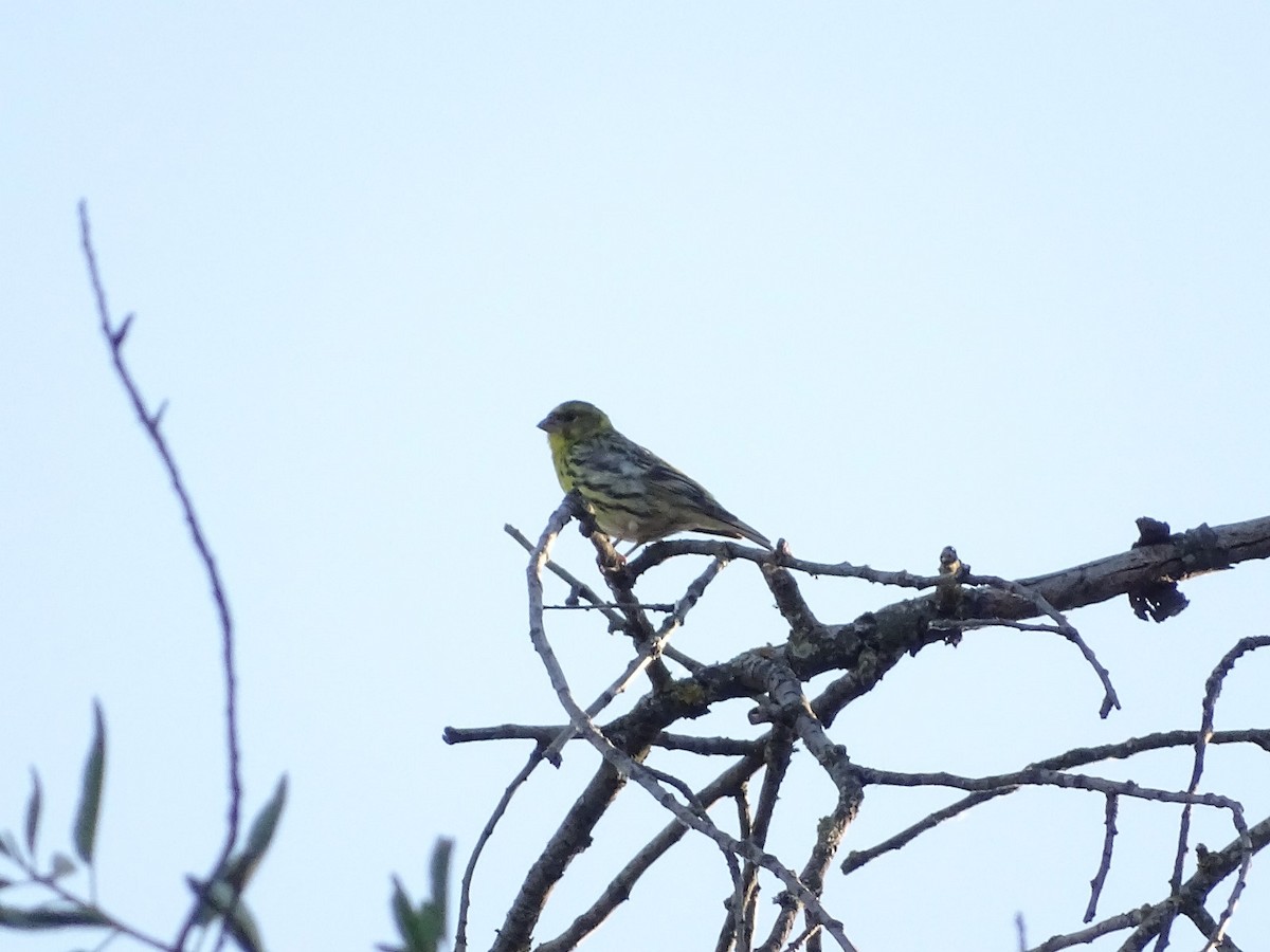 European Serin - ML620039136