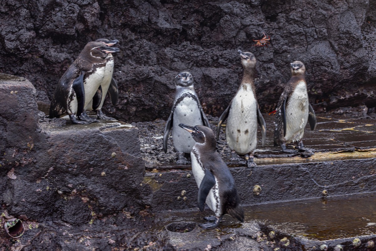 Pingüino de Galápagos - ML620039138
