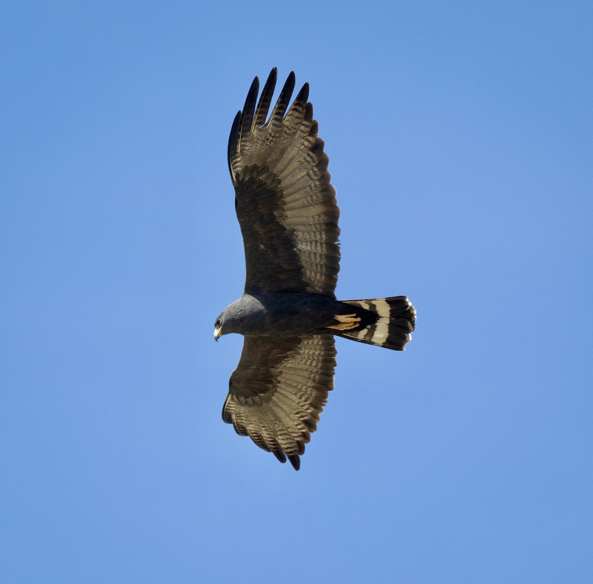 Zone-tailed Hawk - ML620039146
