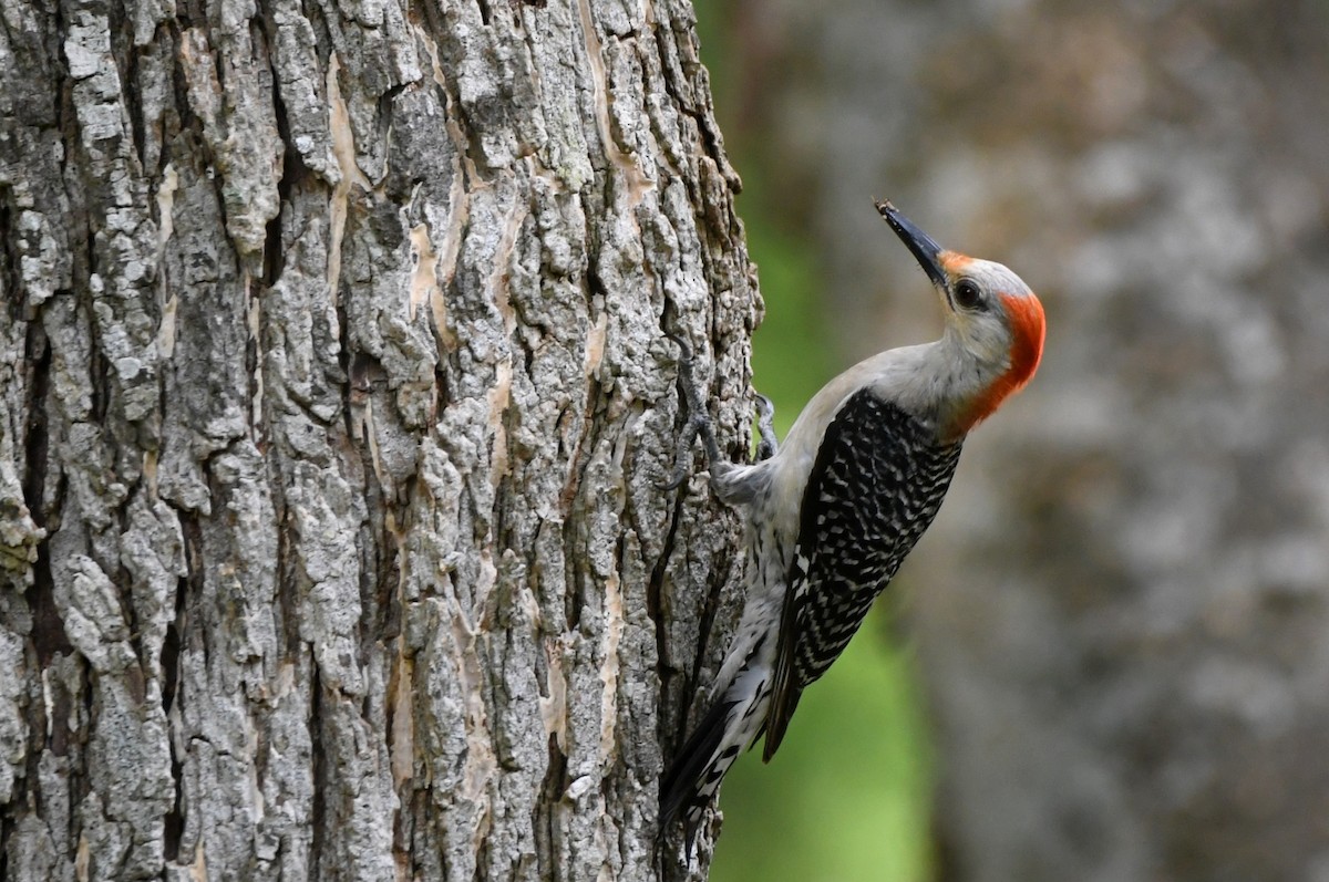 Red-bellied Woodpecker - ML620039163