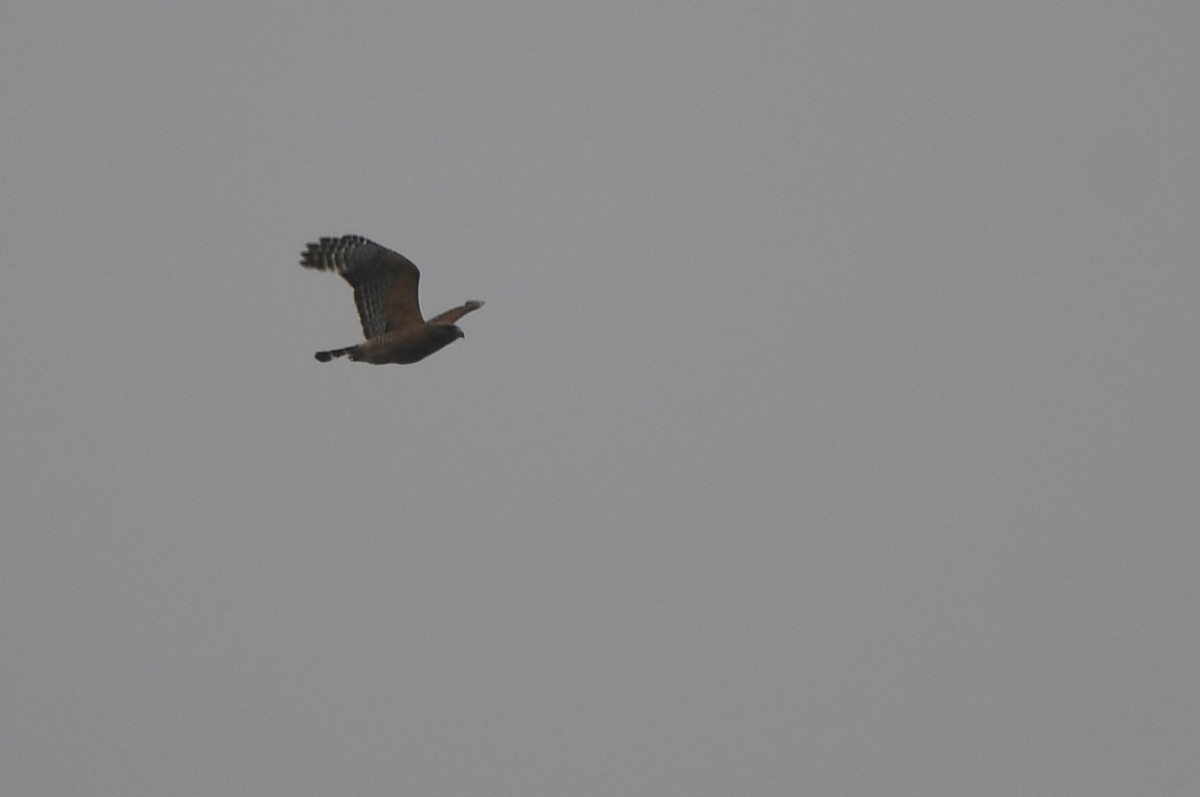 Red-shouldered Hawk - ML620039184