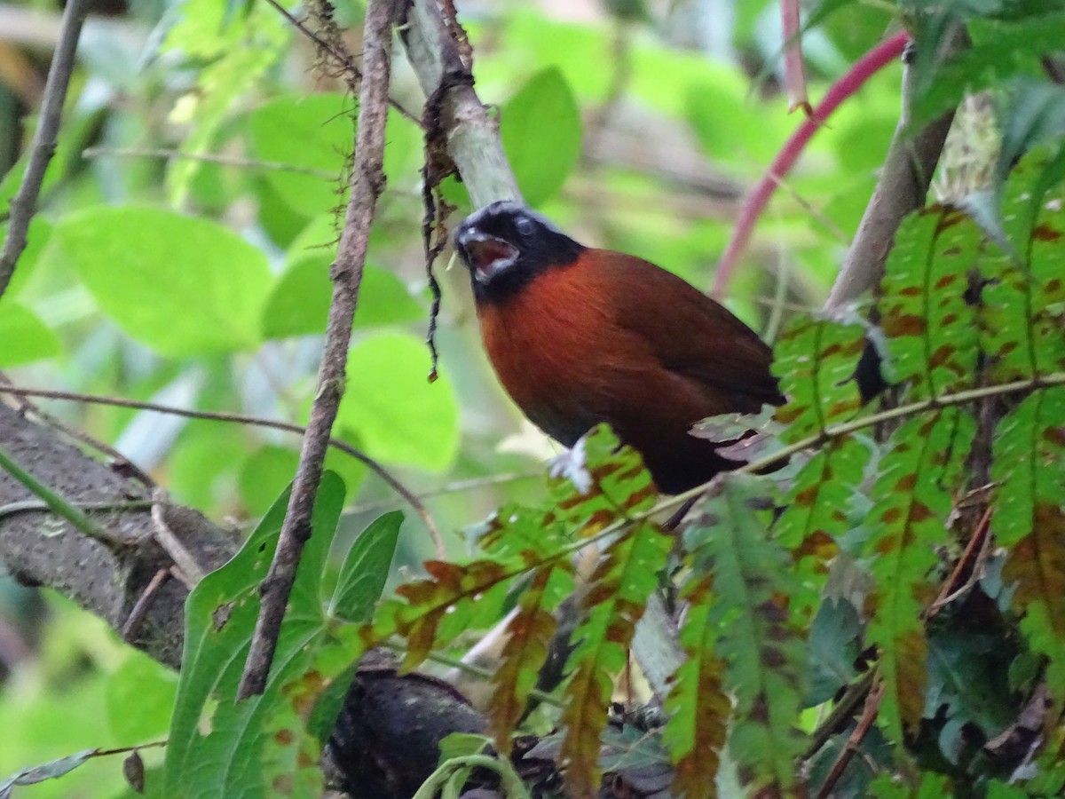 Tanager Finch - ML620039188