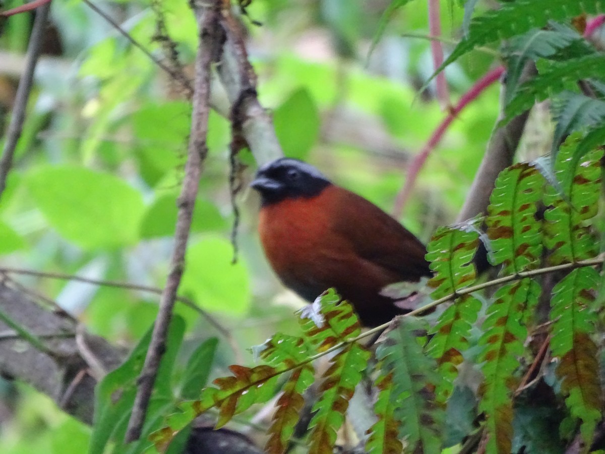 Tanager Finch - ML620039189