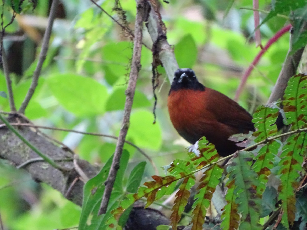 Tanager Finch - ML620039190