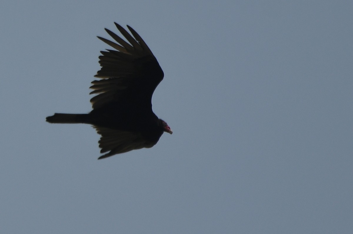 Turkey Vulture - ML620039200