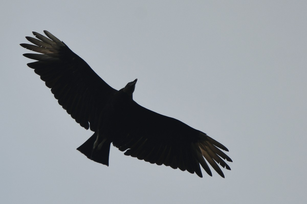 Black Vulture - ML620039201
