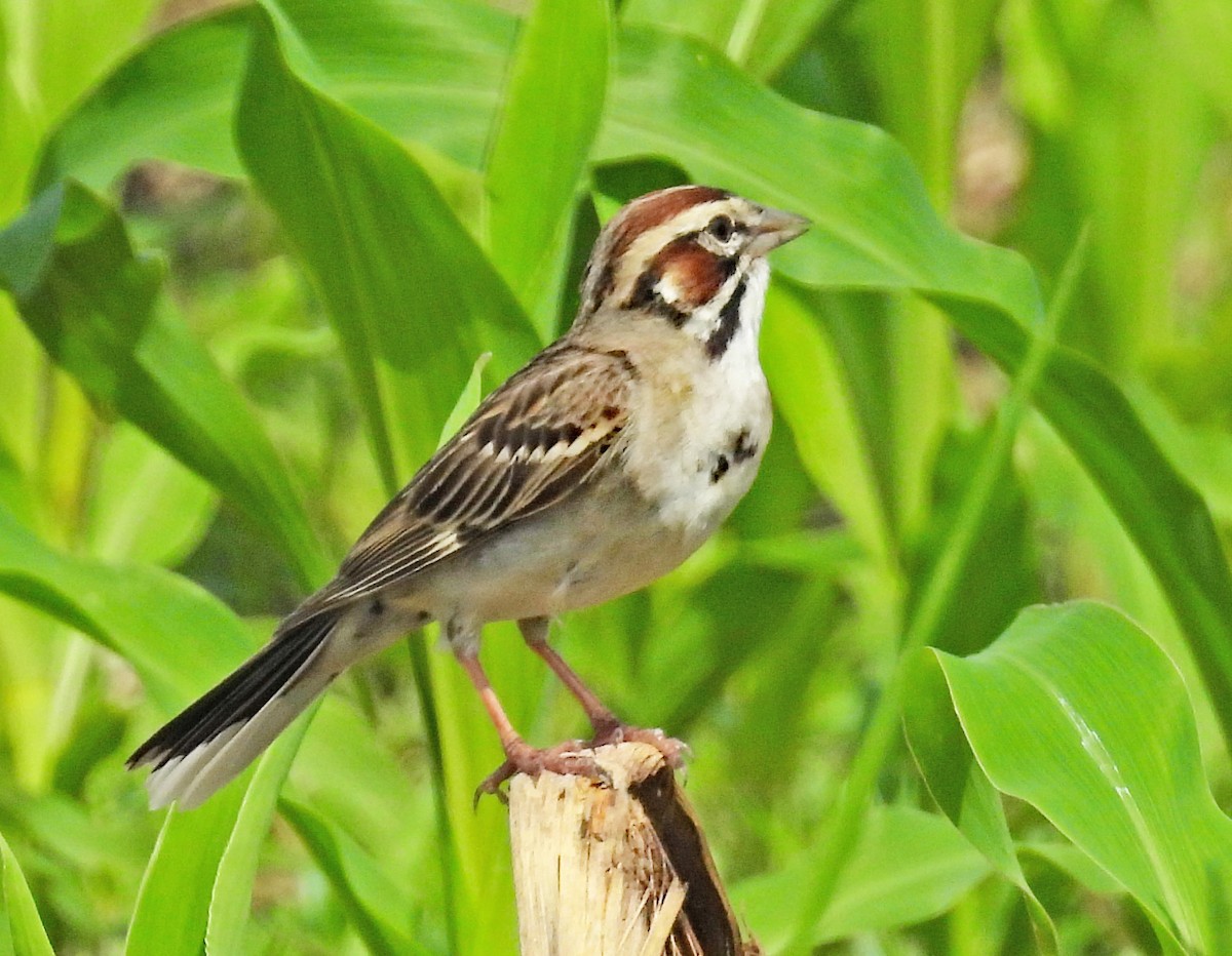 Lark Sparrow - ML620039202