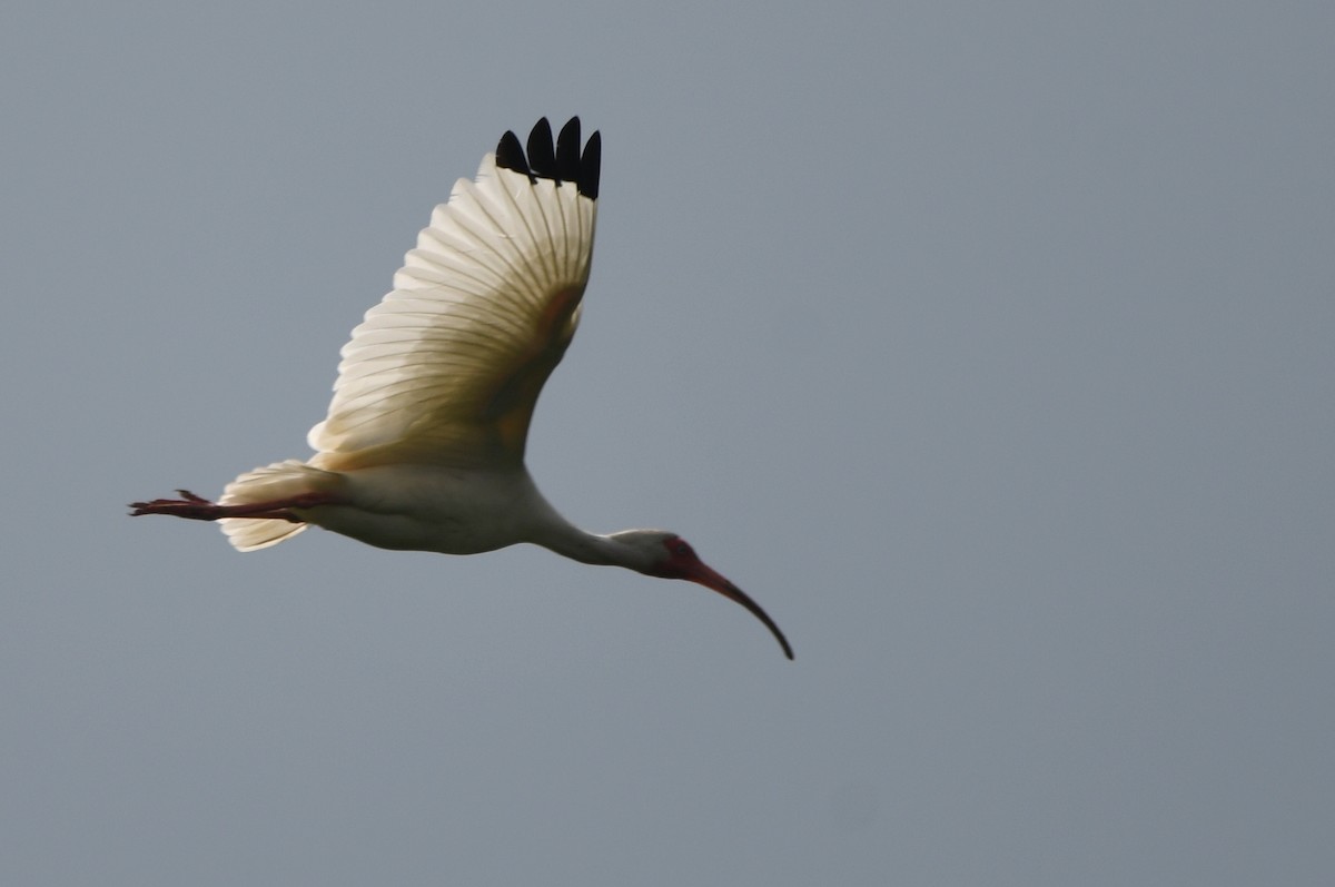 ibis bílý - ML620039206