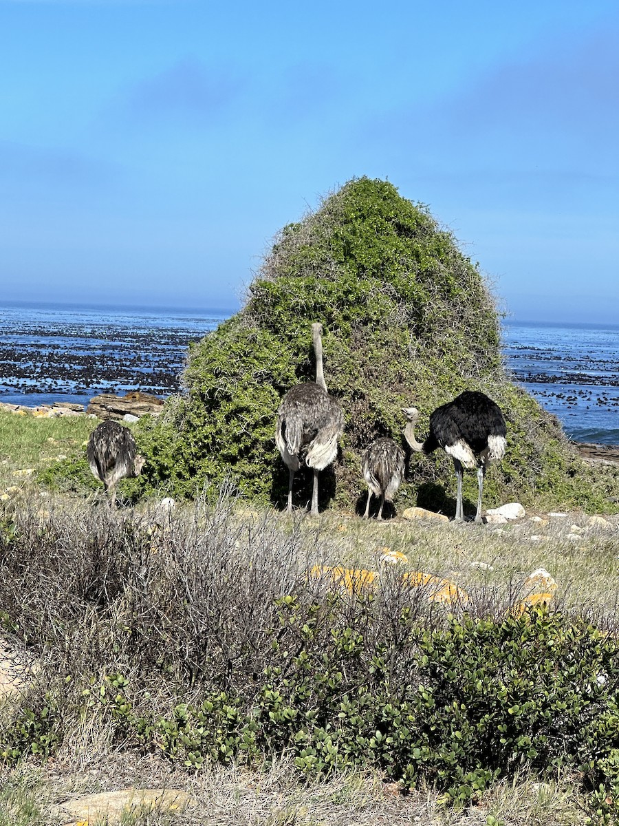 Африканский страус - ML620039218