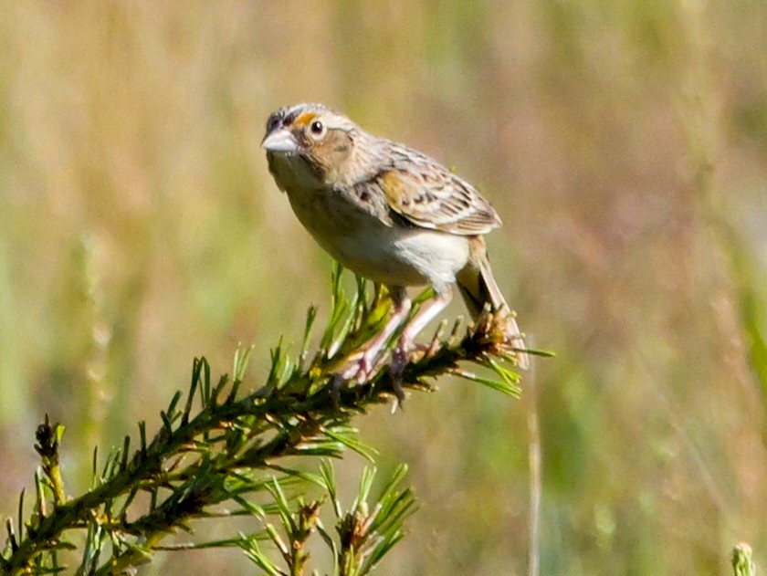 Grasshopper Sparrow - ML620039220