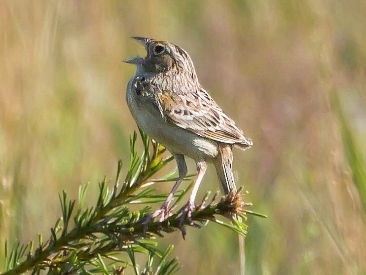 Grasshopper Sparrow - ML620039221