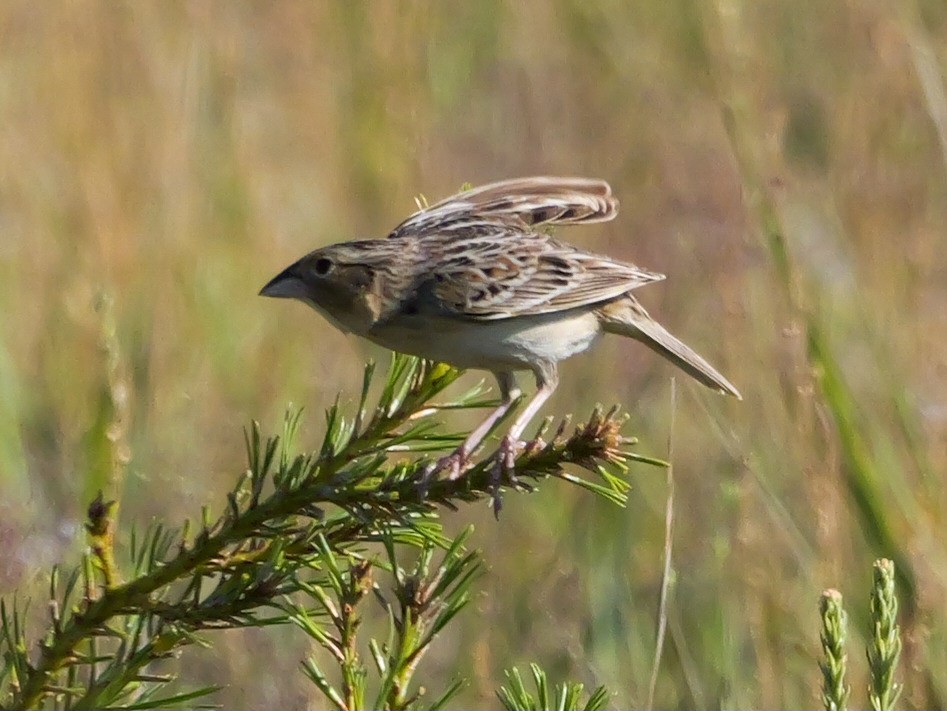 Grasshopper Sparrow - ML620039223