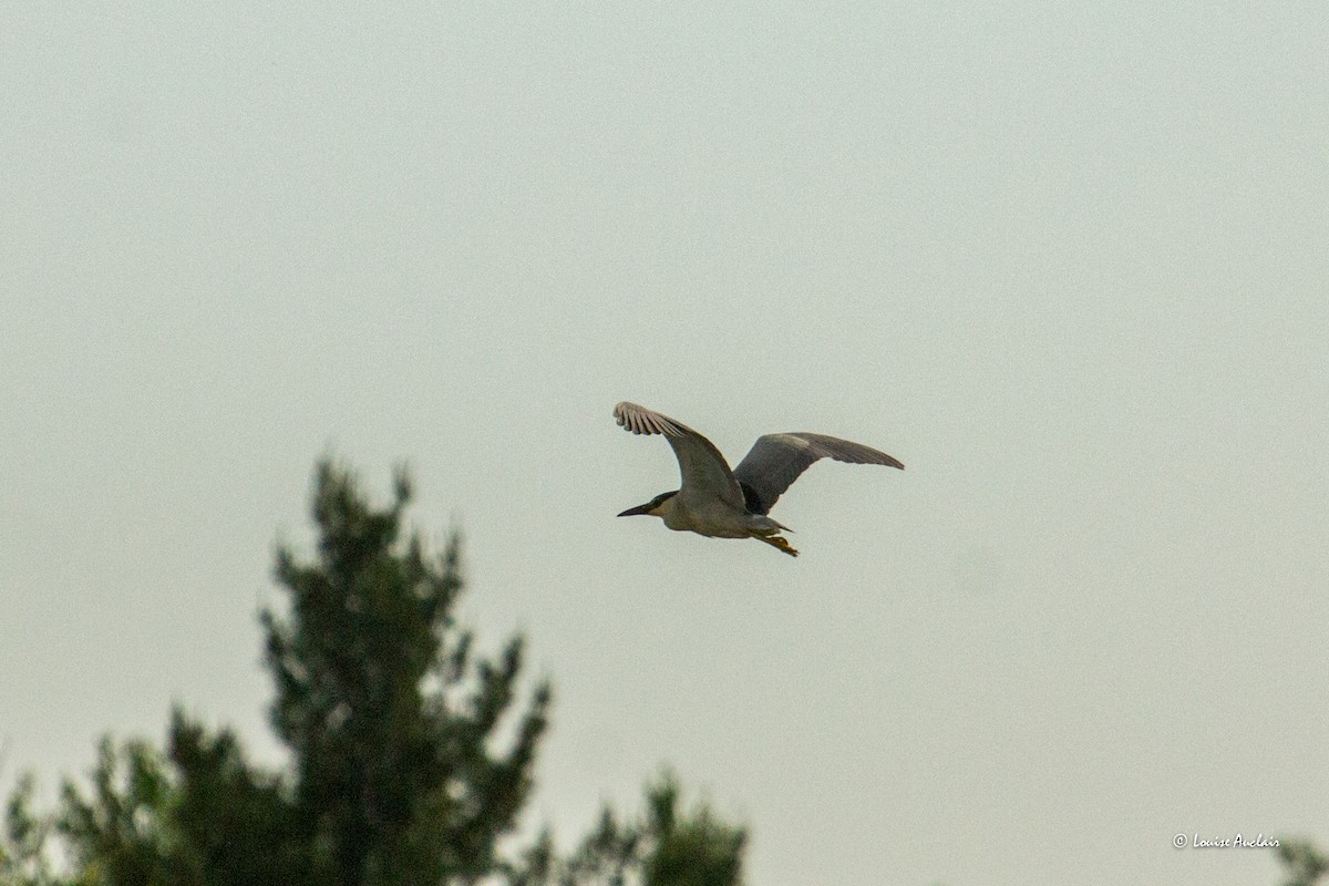 Black-crowned Night Heron - ML620039226