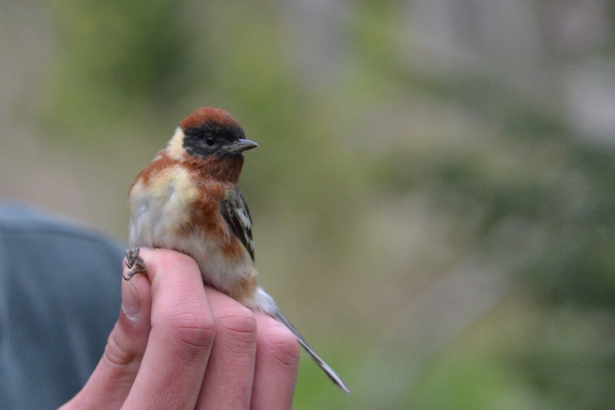 Bay-breasted Warbler - ML620039229