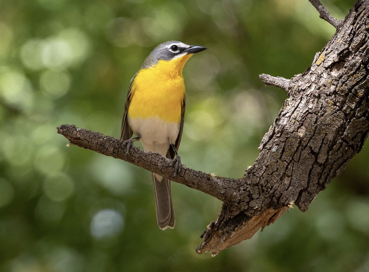 Yellow-breasted Chat - ML620039236