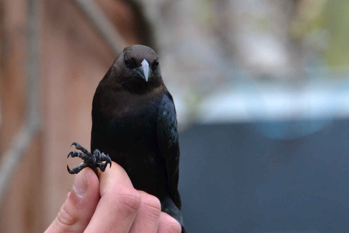 Brown-headed Cowbird - ML620039243