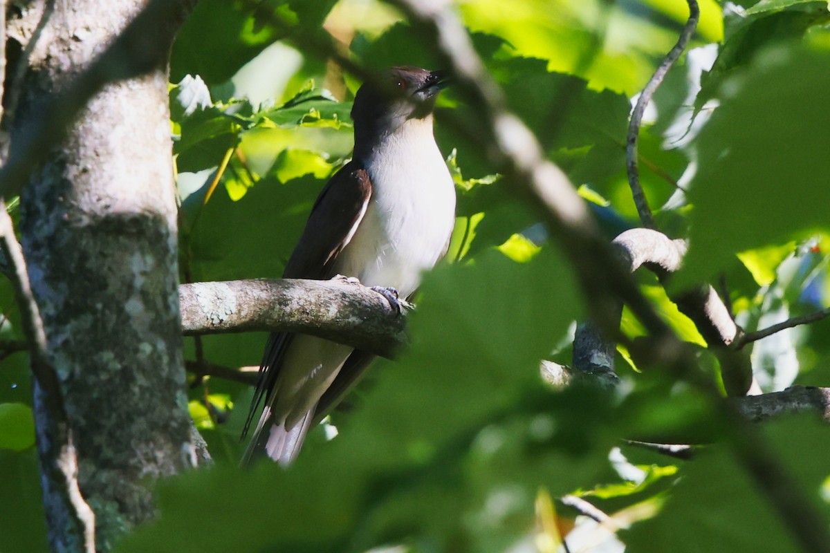 Black-billed Cuckoo - ML620039246